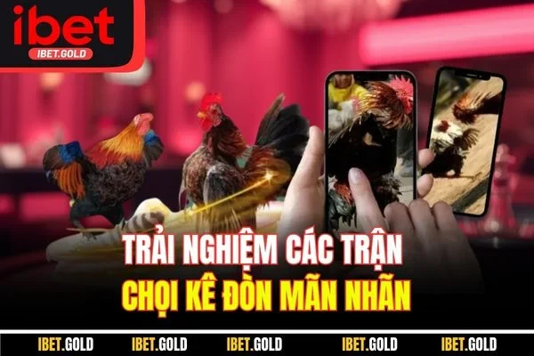 Trải nghiệm các trận chọi kê đòn mãn nhãn