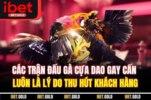 Các trận đấu gà cựa dao gay cấn luôn là lý do thu hút khách hàng