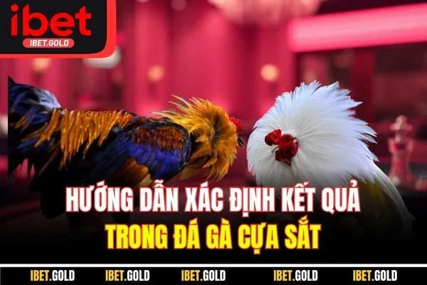 Hướng dẫn xác định kết quả trong đá gà cựa sắt 