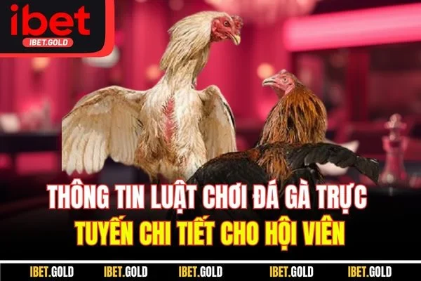 Thông tin luật chơi đá gà trực tuyến chi tiết cho hội viên